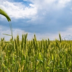 Sky Bounty слот - анализ игры своими силами без чужих советов