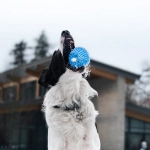 The Dog House слот игра анализ и обзор механики