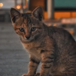 Cleocatra слот с египетской царицей кошкой