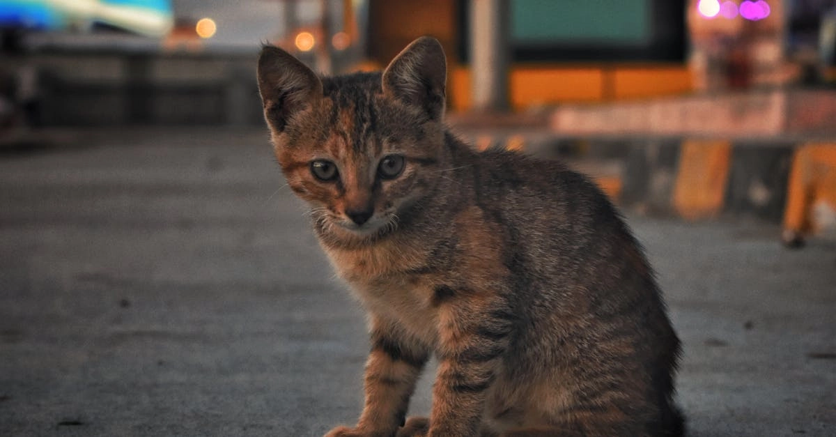 Cleocatra слот с египетской царицей кошкой